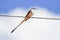 Scissortail flycatcher