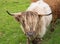 Scittish highland cow
