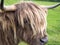 Scittish highland cow