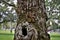 Sciuridae standing on tree trunk in park