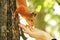 Sciurus. Rodent. The squirrel eats nuts from a hand. Beautiful red squirrel in the park