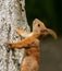 Sciurus vulgaris, Eurasian red squirrel. Small animal climbs a tree