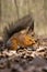 Sciurus vulgaris, Red squirrel Eurasian