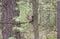 Sciurus vulgaris squirrel in the forest