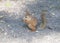 Sciurus vulgaris squirrel nibbles a nut