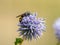 Scolia hirta feeding on a purple flower