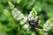 Scolia hirta sitting on a white flower