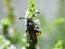 Scolia hirta sitting on a white flower