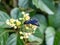 Scolia oculata on cayratia japonica flowers 1