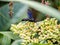 Scolia oculata on cayratia japonica flowers 10
