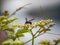 Scolia oculata on cayratia japonica flowers 13