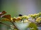 Scolia oculata on cayratia japonica flowers 18