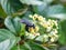 Scolia oculata on cayratia japonica flowers 3