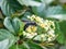 Scolia oculata on cayratia japonica flowers 4