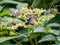 Scolia oculata on cayratia japonica flowers 5