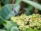 Scolia oculata on cayratia japonica flowers 8