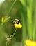 Scoliid Wasp On Coreopsis