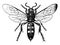 Scoliid Wasp, vintage illustration