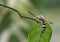 Scoliidae wasp, Yellow Hairy Flower Wasp