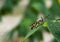 Scoliidae wasp, Yellow Hairy Flower Wasp