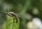 Scoliidae wasp, Yellow Hairy Flower Wasp