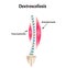 Scoliosis Dextroscoliosis. Spinal curvature, kyphosis, lordosis, scoliosis, arthrosis. Infographics. Vector illustration