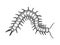 Scolopendra insect engraving vector illustration