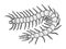 Scolopendra insect sketch engraving vector