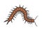 Scolopendra insect sketch engraving vector