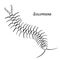 Scolopendra, sketch for your design