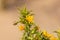 Scolymus hispanicus, the common golden thistle