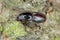 Scolytus mali - larger shothole borer other names apple bark beetle and large fruit bark beetle of bark beetle