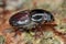 Scolytus mali - larger shothole borer other names apple bark beetle and large fruit bark beetle of bark beetle