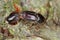 Scolytus mali - larger shothole borer other names apple bark beetle and large fruit bark beetle of bark beetle