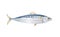 Scomber, Mackerel fish isolated on light background. Fresh fish in a simple flat style. Vector for design seafood packaging and