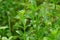 Scoparia dulcis (licorice weed, goatweed, scoparia-weed, sweet-broom, tapeiava, tapixaba)