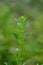 Scoparia dulcis (licorice weed, goatweed, scoparia-weed, sweet-broom, tapeiava, tapixaba)