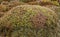 Scoparia heath plant in alpine environment