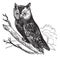 Scops of America Scops asio or American owl, vintage engraving