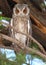 Scops-owl