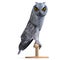 Scops Owl Bird. 3D rendering with clipping path