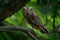 Scops Owl, Otus scops, little owl in the nature habitat, sitting on the green spruce tree branch, forest in the background,