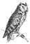 Scops owl perched on branch, vintage engraving