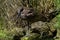 Scopus umbretta known as hamerkop is a medium-sized African wading bird