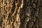 .Scorched bark close up, background. Wooden texture abstract background
