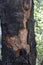 Scorched and Charred Bark on a Tree in California