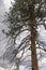 Scorched Tree in Kaibab forest