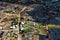 Scorched trees and grass after the fire. Aerial view