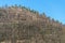 Scorched trees after a wildfire on a mountain near Markleeville, California, USA