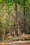 In a scorching heat in summers at bandhavgarh tiger reserve the famous tigress was resting with her cubs near a tadoba waterhole.